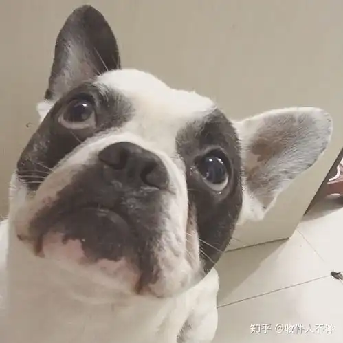 你发现过自己狗子的什么秘密