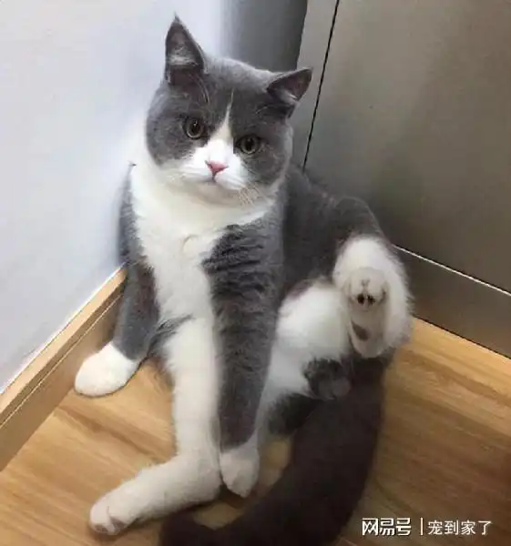 蓝色系的头像图片男生猫