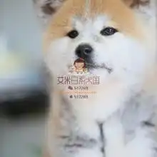 可可爱狗宠物