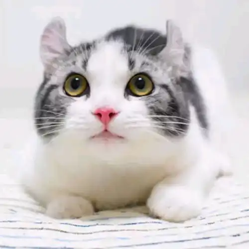 女生头像猫系头像可爱卷