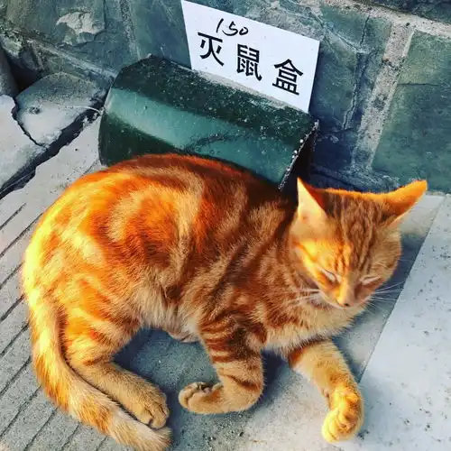 银点猫配金渐层会出什么猫