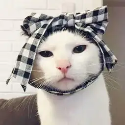 能不能找到和这张图配成情侣头像的图