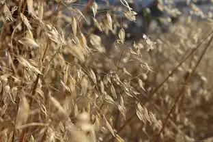 增长,自然,植物区系,干,户外,草,夏天,小麦,农村,原野,叶,黄色,黄色草