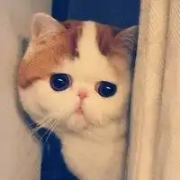 简约猫头像卡通微信头像图片大全