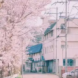 樱花色系动漫头像鸡鸣寺