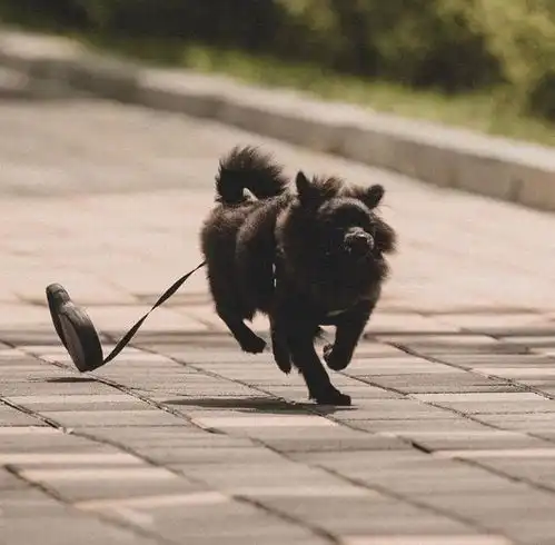 got7分享200802我的男友与狗狗系列更新日常想魂穿金月谦