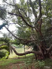 感受雨林的热情