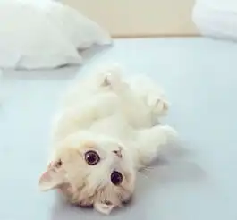 可爱猫咪头像图片女