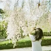 带有樱花的女生头像
