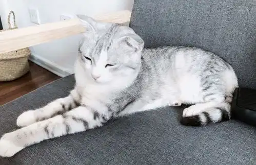 天津不止能吸猫,还能享美味的7家治愈系咖啡馆,分分钟撩爆少女心