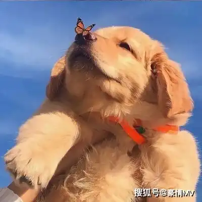 很可爱的萌宠微信头像2021治愈系猫狗头像图片