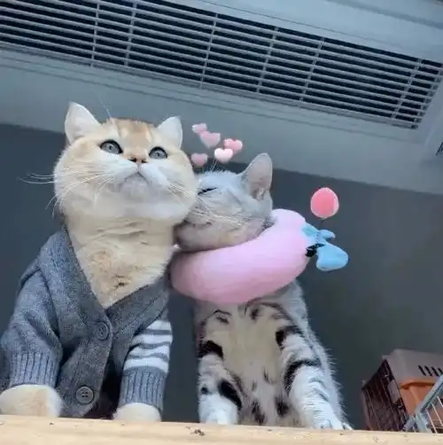 微信情侣头像一见钟情