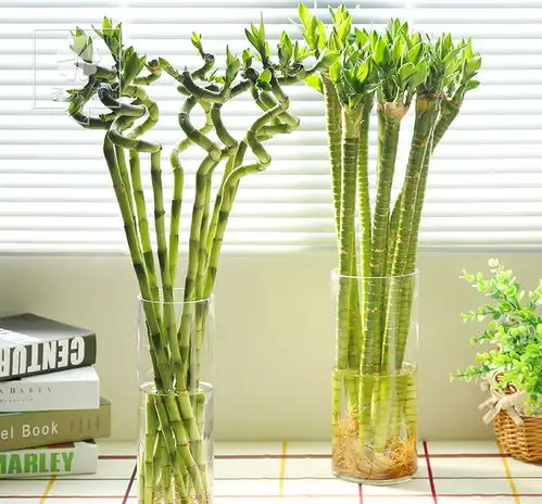 这几种绿植寓意好,越贱养越疯长,好看还爆盆