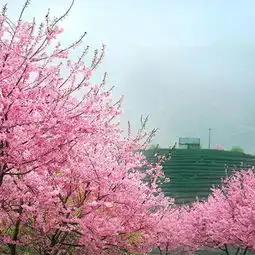 2018永福花乡门票,龙岩永福花乡游玩攻略,永福花乡游览攻略路线地址门票价格