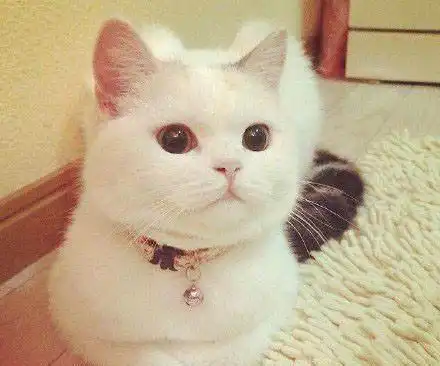 治愈系的猫咪女生头像毛