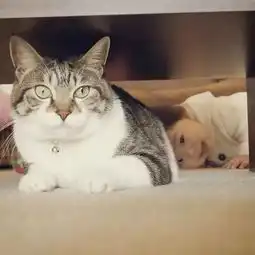 当猫咪和小女孩这两种萌物在一起