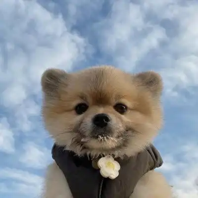 精选可爱的狗狗萌宠热门头像大全