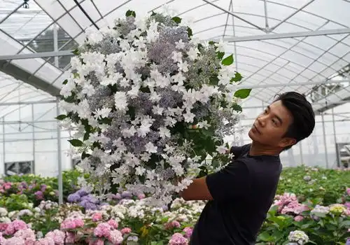 入春首日,姐姐们的梦中情人,园艺圈头部网红种花王大爷教你如何让阳台变花园