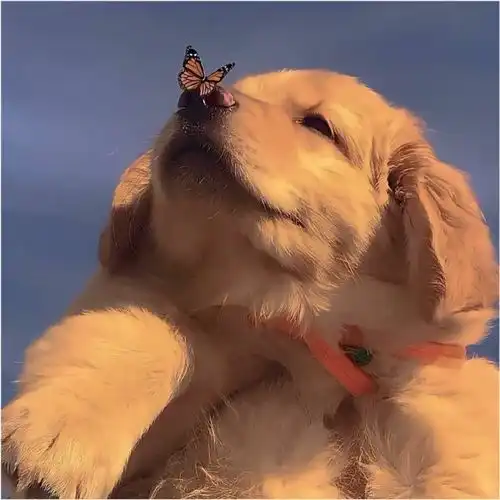 不特别明显表白文案