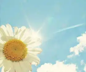 有白色的向日葵么