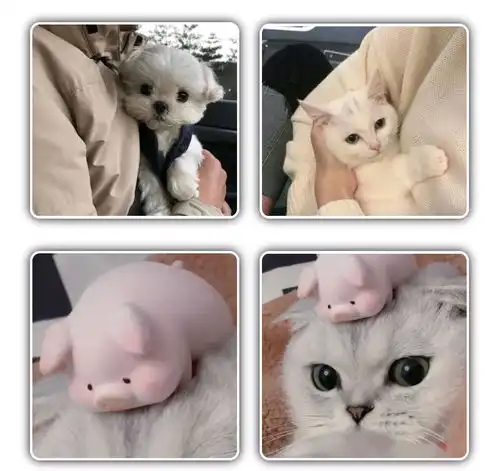 猫咪情侣头像可爱,动物情侣头像,狗狗情侣头像搞怪,狗狗情头,柴犬情头,柴犬可爱头像情侣,猫咪情侣头像可爱,猫猫的情侣头像,猫猫情侣头像无水印,猫咪情侣头像无水印