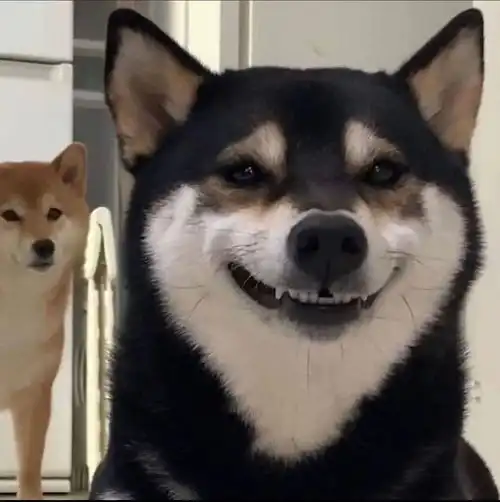 柴犬的四个缺点想养就先做好心理准备