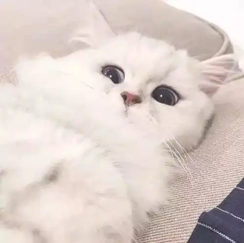 小头像壁纸,这些图可能会霸占你的手机屏幕很长时间