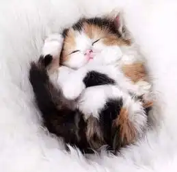 小奶猫睡觉姿势绝了,网友猫是正经猫主人就不知道了