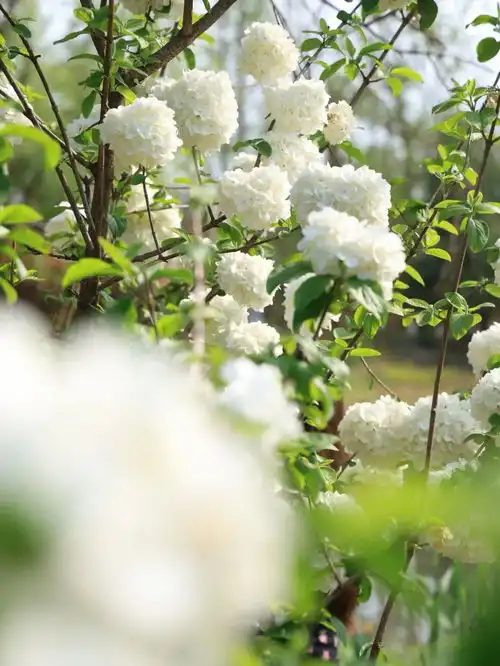 藏不住了三垟湿地的桃花木绣球樱花都开爆啦