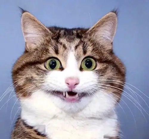 搞怪猫咪头像高清