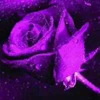 带鲜花的头像唯美微信头像图片大全