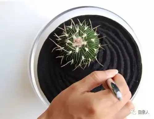 多肉竟然还可以这么搭配