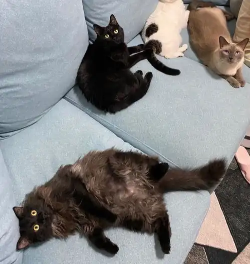 杭州一女子持小刀捅猫咪,宠物哀嚎她大笑,当地派出所回应