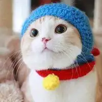 动漫头像猫咪女生可爱萌海报微信头像图片大全