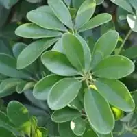 旺财植物微信头像吉祥旺气植物头像微信头像图片大全