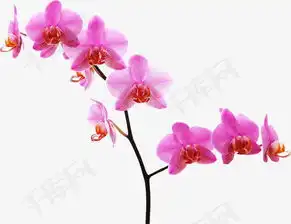 粉色桃花素材图片免费下载高清装饰图案psd千库网图片编号14735