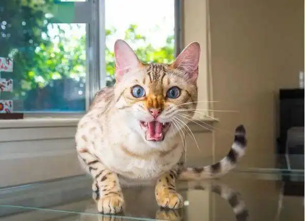 请不要在猫面前吃螺蛳粉,会造成天大的误会