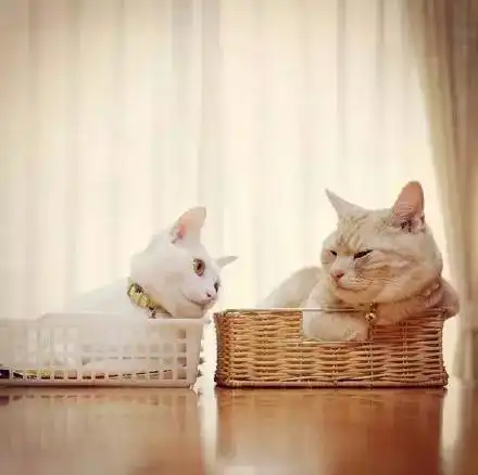 这对猫兄妹要萌爆走啦就算是兄妹也觉得他们在虐狗