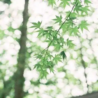 简约头像小清新简洁