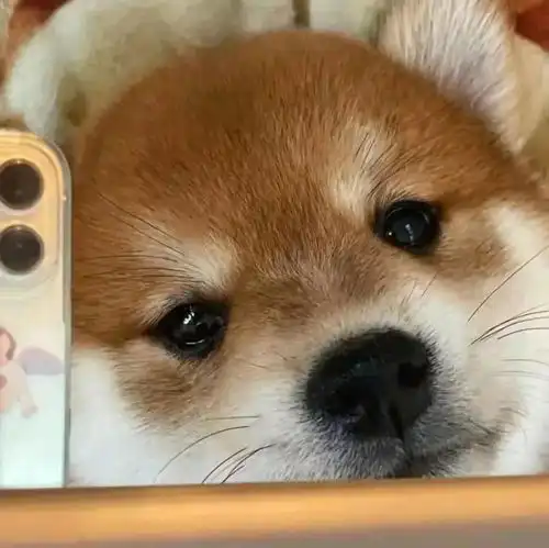 是很多人喜欢的情侣头像