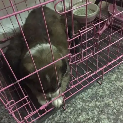 遛狗时跟回来两只流浪小奶狗,女孩甩都甩不掉,带回家后无语了