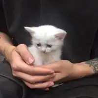 隐忍小猫系列全集头像