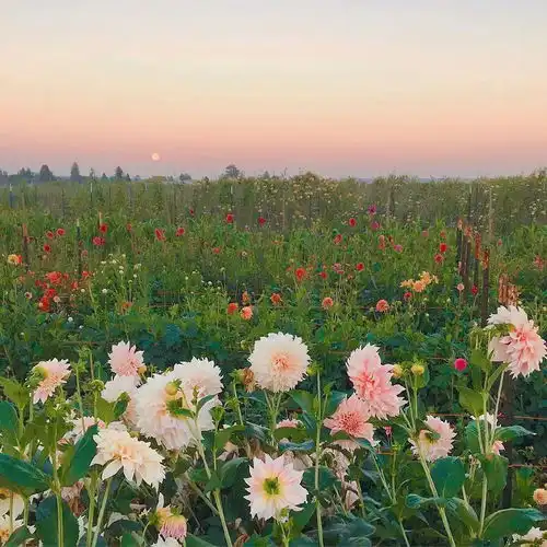 精选背景图非常好看的图片做背景图干净简约背景图