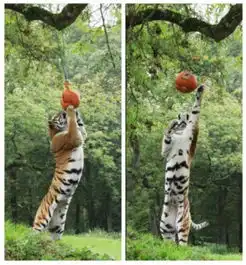 老虎抢南瓜迎万圣节猕猴熊猫食蚁兽都会参与