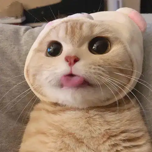 养成系猫咪视频头像