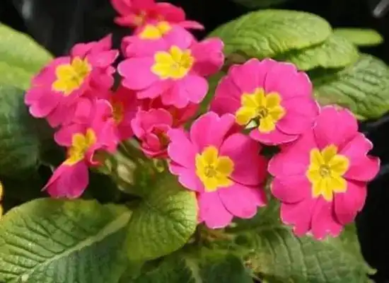 樱草花又叫报春花,花呆颜色鲜艳,花姿美丽
