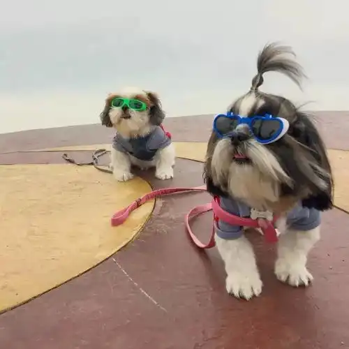 两只狂拽酷炫的西施犬,这气质没得说,太牛了