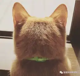 猫咪的小背影,看看有没有萌死你