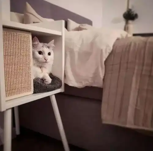 ikea也出宠物系列啦铲屎官们准备好打开钱包了吗