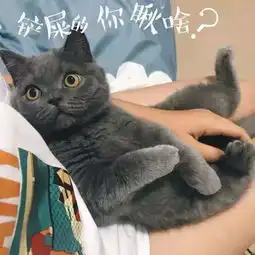主人的被单被蓝猫尿了,学训猫教程到最后一步,抱着猫去了垃圾桶